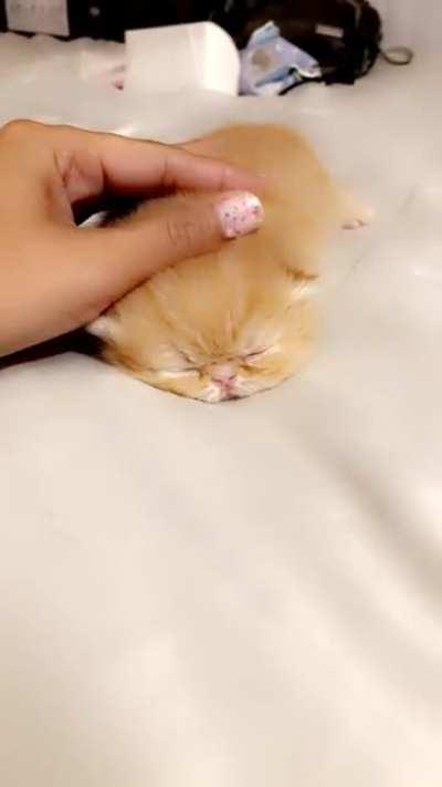 Criminally Cute and Illegally Smol!