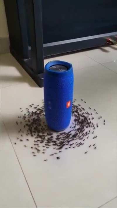 Which one of y'all made this