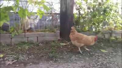 Somehow more violent than Tom and Jerry