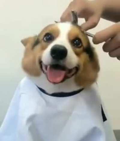 Happy little guy getting a trim.