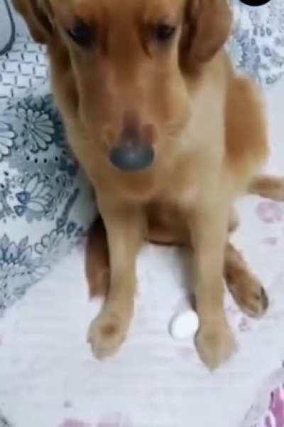 Провал хорошего мальчика