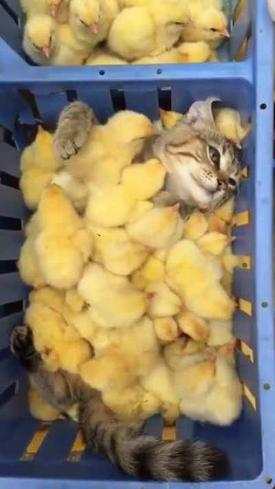 The cutest part is the the chicks getting crushed by the cat.