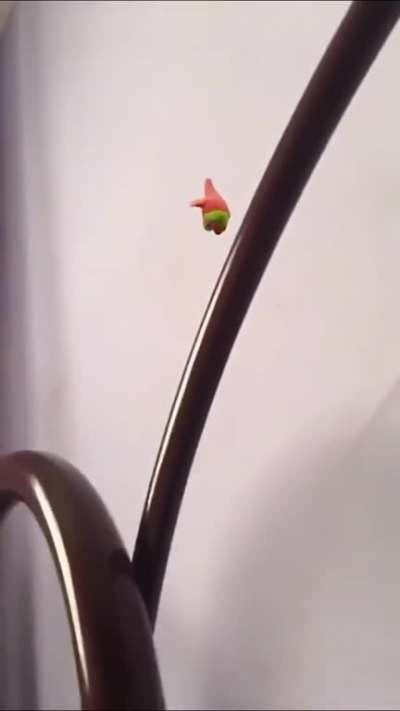 Patrick flys away from my hand