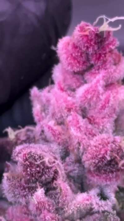 Fancy Gummy 🤤🤤🤤🤤🤤🤤