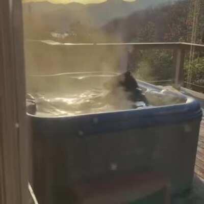 Freeloading bear taking a bath in someone's backyard jacuzzi