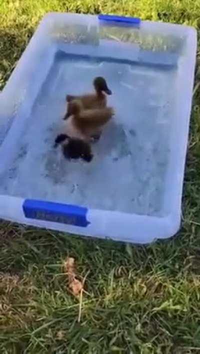 What's Wrong With Your Duck?