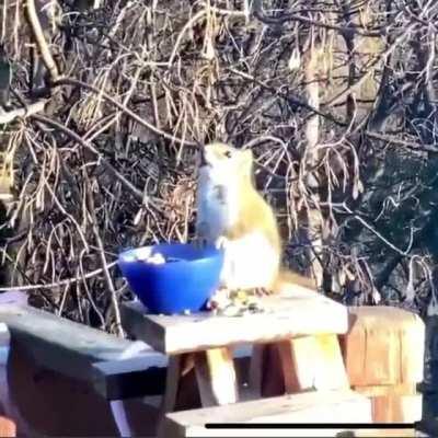 Squirrel does drugs for the first time