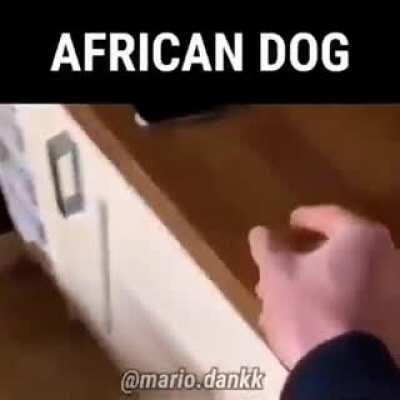 African Dog