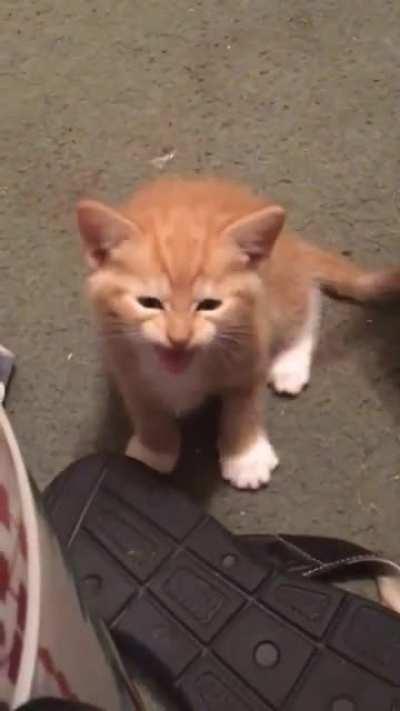 Evil man yells at me!!