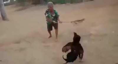 Idosa com idade desconhecida vs galo de combate Rogério ao som de linkin park