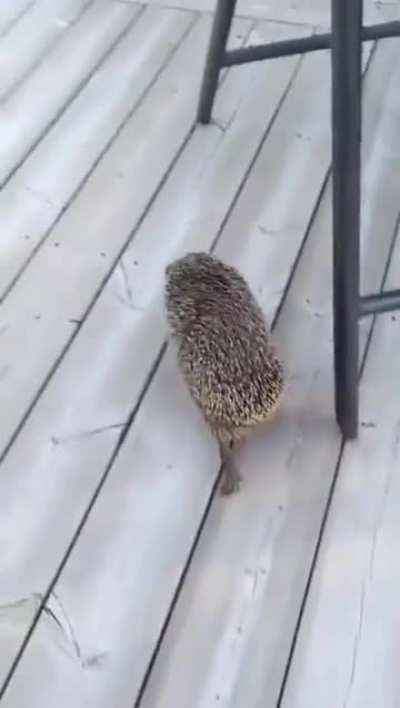 Not a happy hedgehog anymore