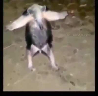 Soulpatch when a zombie hits face