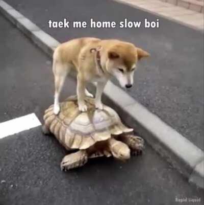 Shibe gets free ride