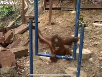 Monkey gets hurt and starts crying (HARD TO WATCH)
