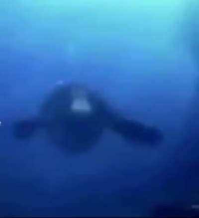 Mono nuevo. Mono nuevo.