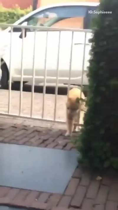 When you're just trying to take a walk and the gate randomly attacks you