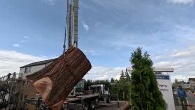 Saying goodbye to this California Coastal Redwood