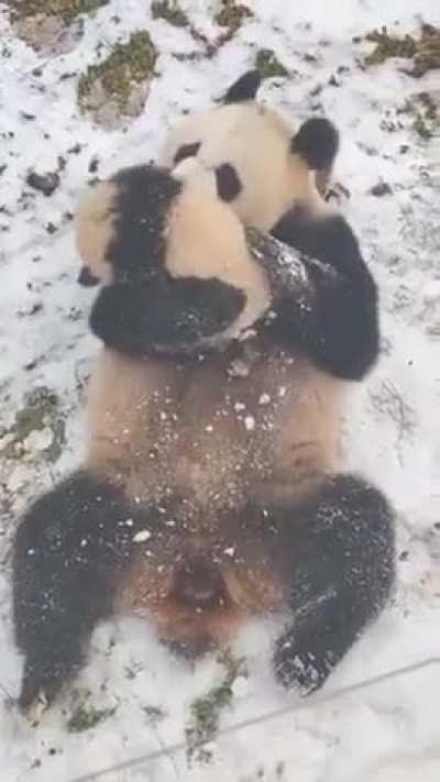 The love of a panda mom with her little son 🐼🐼💗