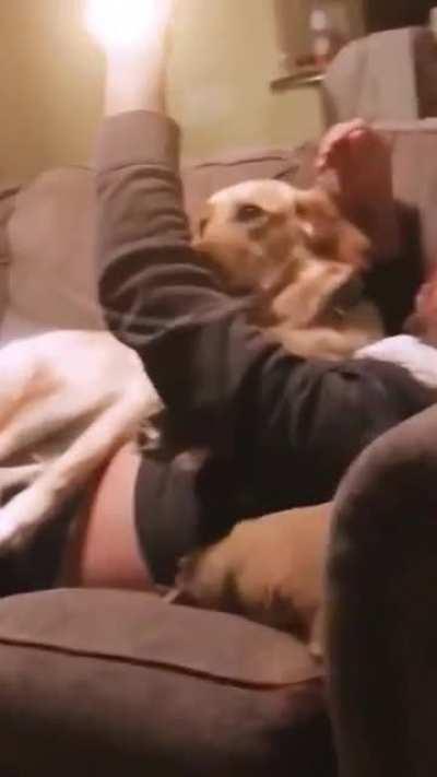 sAdIsTiC war CRimINAL laUnches nUkE AT famiLy doG