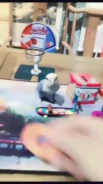 Попка не дурак