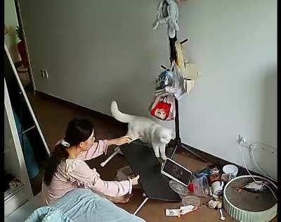 Cat checks the stability of a table