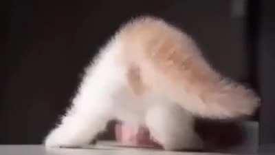 Vegan cats when their owner dies