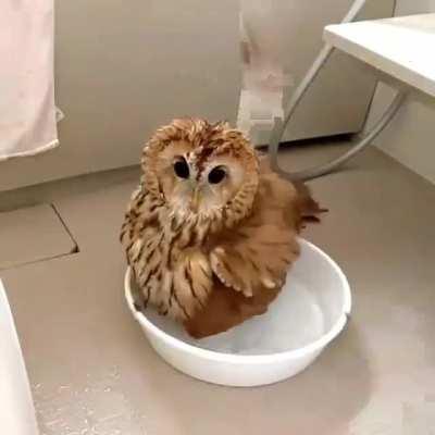 It's time to take a shower😂🦉