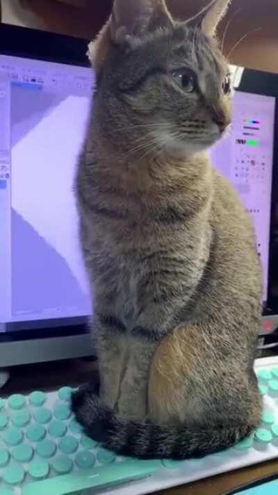Please kitty.. I'm trying to work here.. *look at the screen behind it.