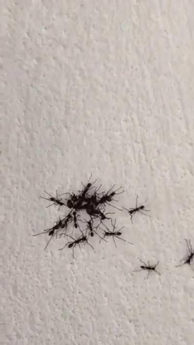 Imposter Ant Being Seized