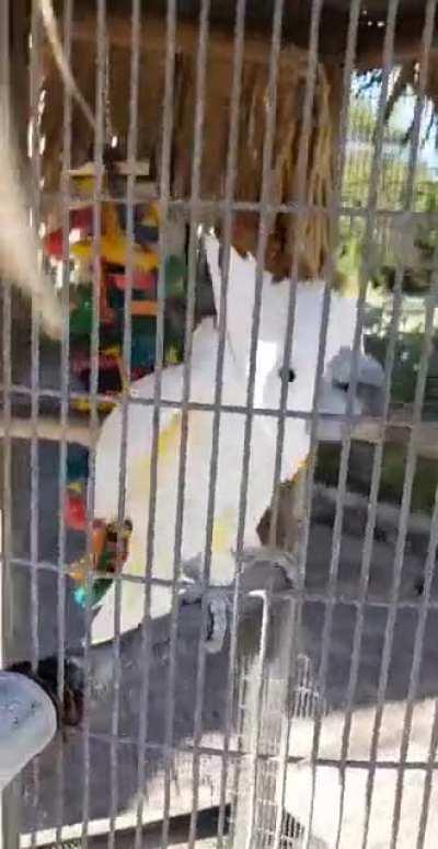 recorded this bird today, seems to be a fan of $uicideboy$ lol