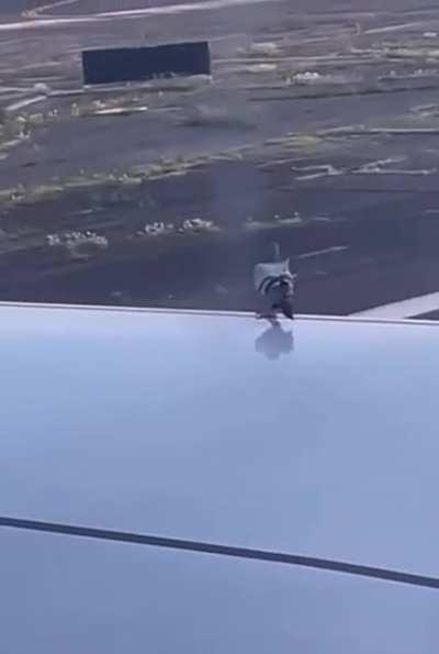 My pigeon people need me