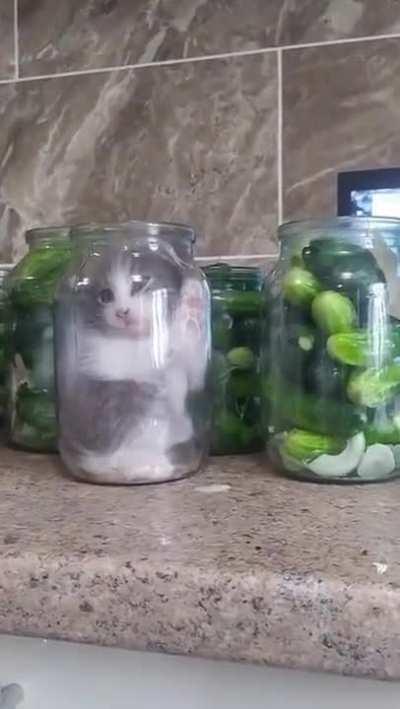 Found an unusual cucumber in a jar today