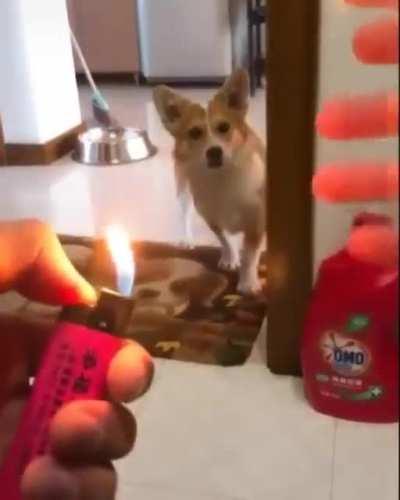 The Corgi & Satan's Hellfire