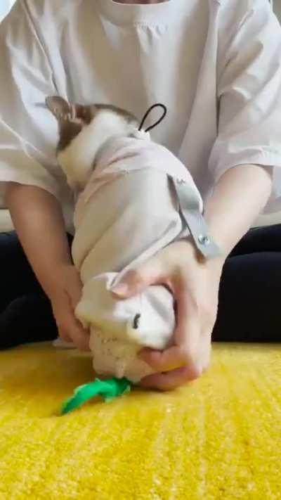 This is Ace the 2 legged kitty and he is a Mama's good boi :)