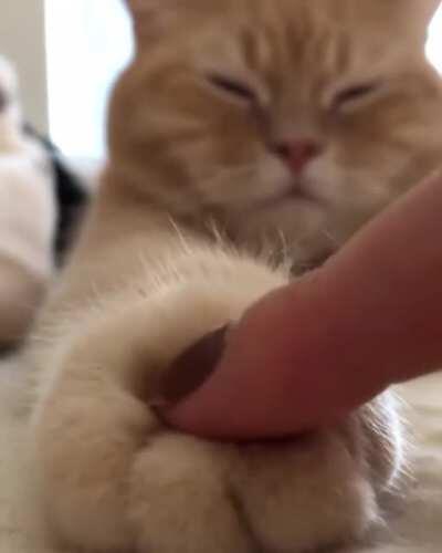 Kitty soft paws
