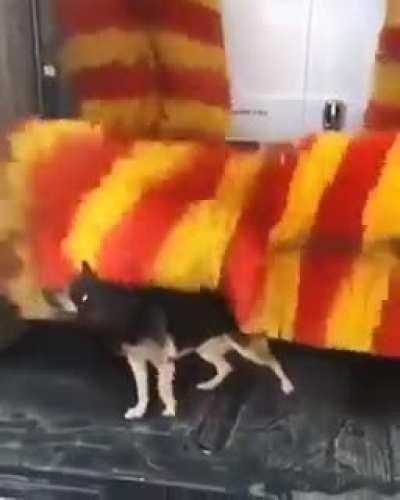 I thought that thing was going to eat him