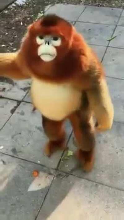 🔥 this monkey looks so fluffy