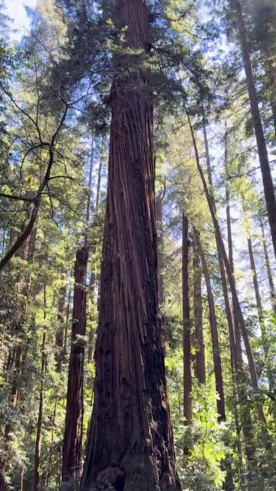 🔥This tree is named The Giant, it stands at close to 300feet tall