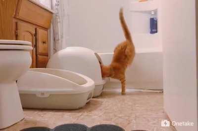 Meet my oranges, Chicken and Nugget.