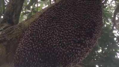 Honeybees defensive waves against wasps