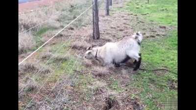 Под электрикой изгородью трава вкуснее