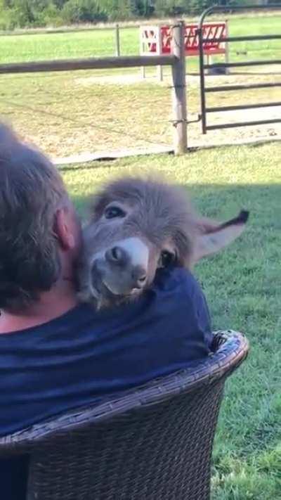 Little bray baby living the dream