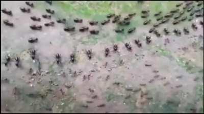 A termite road (above) and an ants road (below) both protected by a row of their soldiers in a confrontation without fighting