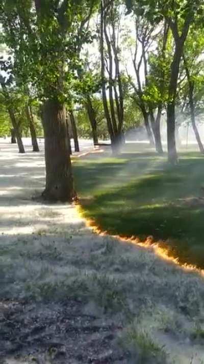 Poplar fluff burning with trees and grasses untouched, sweeps through the Cidacos de Calahorra Park, Spain