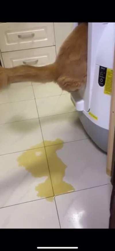 to use the litter box