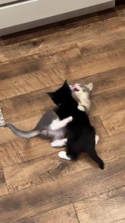 Kitten wrasslin’