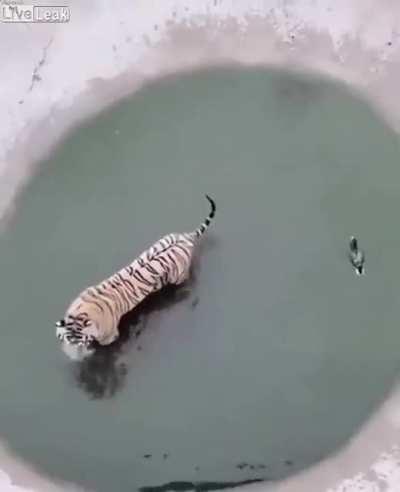 Watch this tiger die inside
