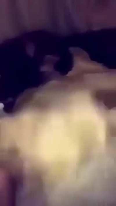 Lion cub gets a tight slap from the chimp..