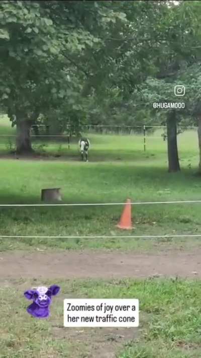 Carrot zoomies from being happy with her new traffic cone