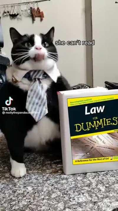 I would like this cat to be my lawyer